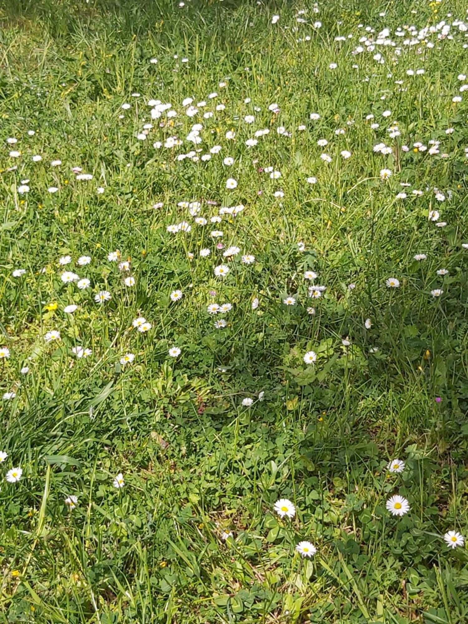 Vila Casa Colonica Di Campagna Come Era Una Volta Peschici Pokoj fotografie